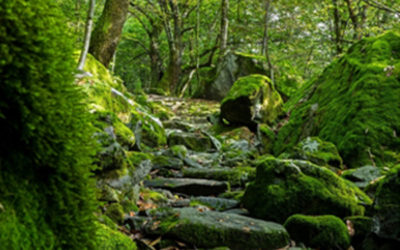 Einladung zur Trauerwanderung
